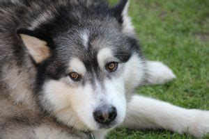 how much is alaskan malamute puppy in philippines|Top 10 Most Expensive Dog Breeds in the Philippines & their .